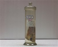 藏品(尖棘角魚)的圖片